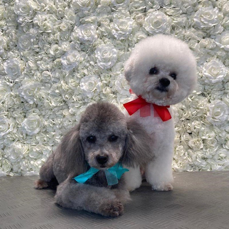 Bichon Frise Gracy und Pudel Gerry - Hundesalon DOGGYSTYLE Salzburg