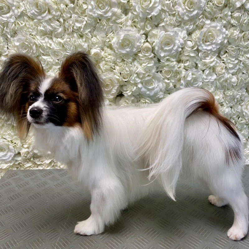 Papillon DJ - Hundesalon DOGGYSTYLE Salzburg