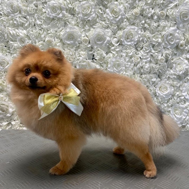 Pomeranian Bella - Hundesalon DOGGYSTYLE Salzburg