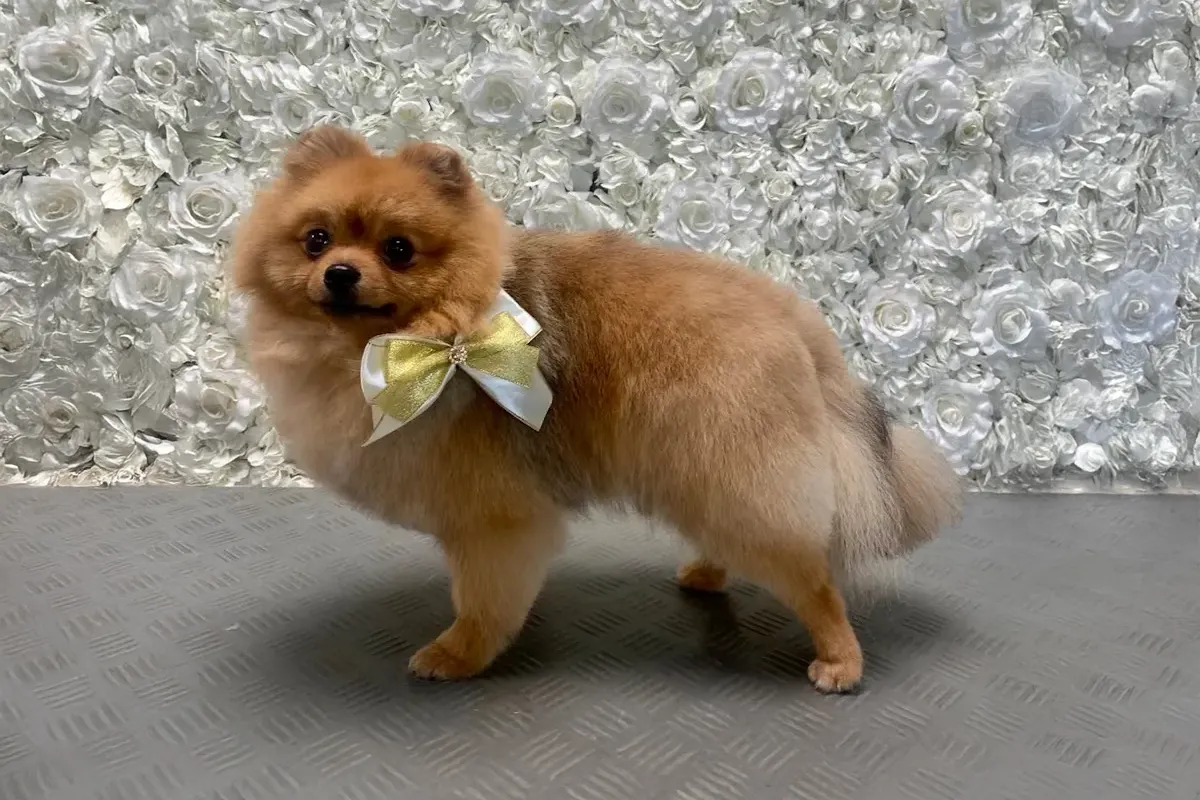 Pomerian Bella